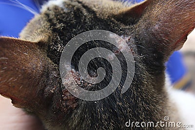 Cats have eczamaâ€‹ on the skin of the head. Stock Photo